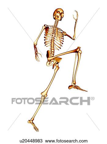 Skeleton running View Large Photo Image Stock Image - Skeleton running. Fotosearch