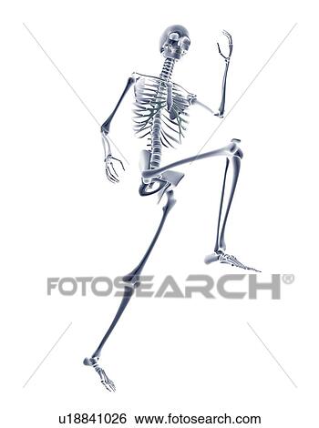 Stock Photograph - Skeleton running. Fotosearch