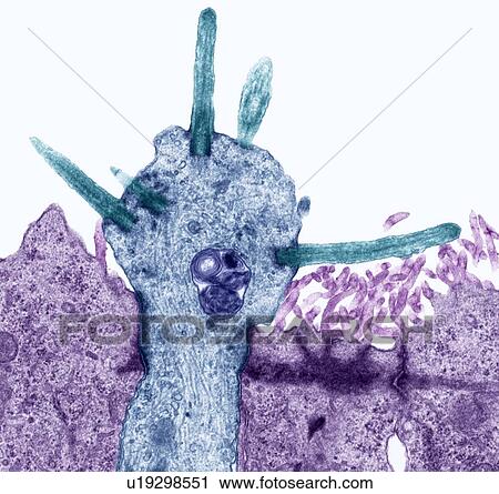 Stock Image - Smell receptors, TEM. Fotosearch