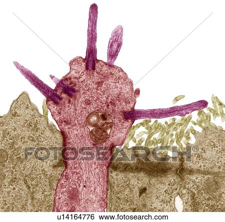 Smell receptors, TEM View Large Photo Image Stock Photograph - Smell receptors, TEM. Fotosearch