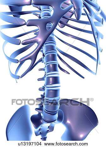 Picture - Spine, computer artwork. Fotosearch