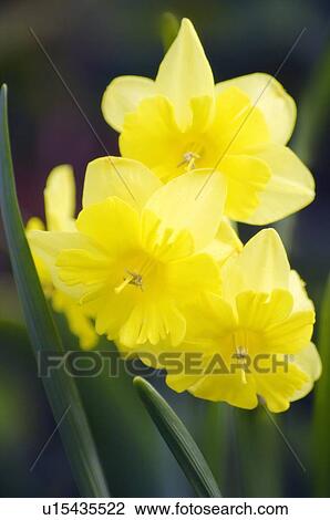 Split-cup daffodil (Narcissus tripartite) View Large Photo Image Stock Image - Split-cup daffodil (Narcissus tripartite). Fotosearch