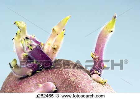 Sprouting potato View Large Photo Image Stock Image - Sprouting potato. Fotosearch