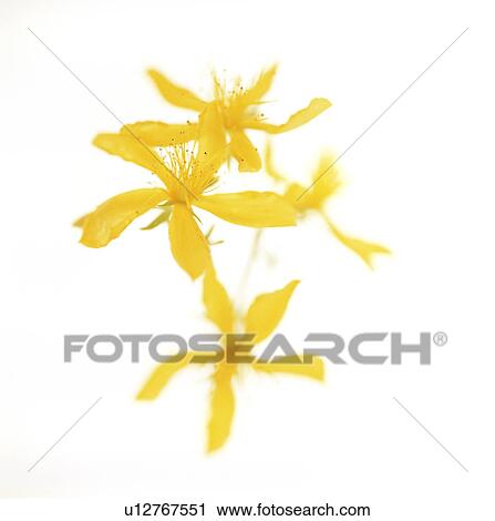 St. John's wort (Hypericum sp. ) View Large Photo Image Stock Image - St. John's wort (Hypericum sp. ). Fotosearch