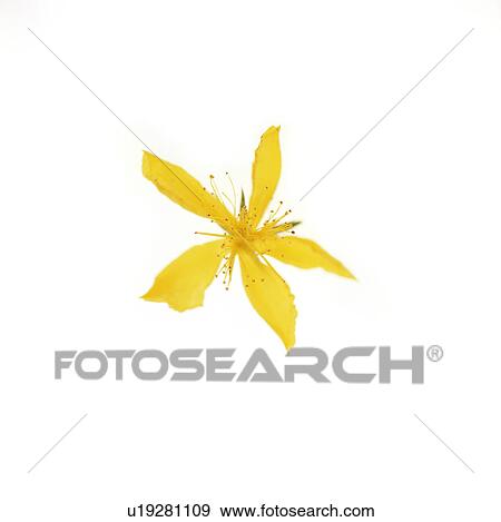 St. John's wort (Hypericum sp. ) View Large Photo Image Stock Photo - St. John's wort (Hypericum sp. ). Fotosearch