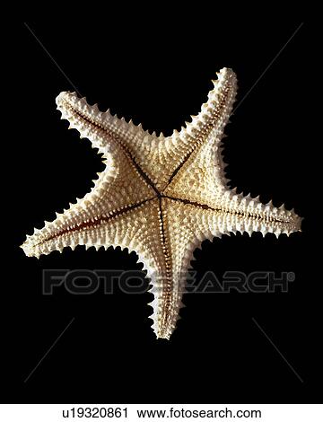 Starfish View Large Photo Image Stock Image - Starfish. Fotosearch