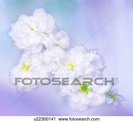 Stock Image - Stock flowers (Matthiola incana). Fotosearch