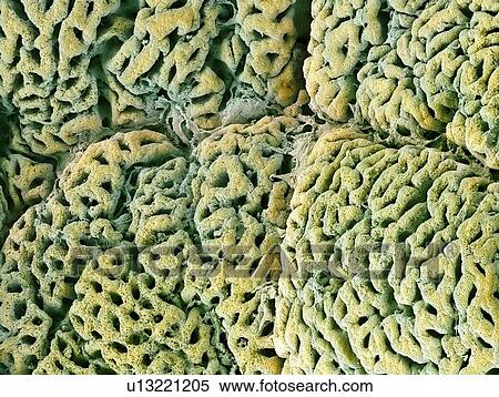 Stomach lining with gastric pits, SEM View Large Photo Image Stock Photography - Stomach lining with gastric pits, SEM. Fotosearch
