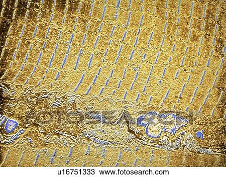 Striated muscle View Large Photo Image Stock Image - Striated muscle. Fotosearch