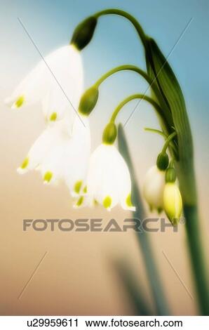 Stock Image - Summer snowflake (Leucojum aestivum). Fotosearch