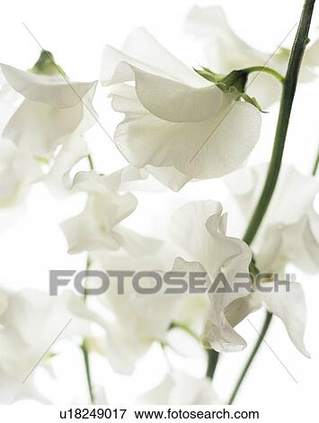 Stock Photo - Sweet pea (Lathyrus odoratus). Fotosearch
