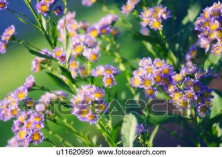 Stock Photo - Tatarian aster (Aster tataricus 'Jindai'). Fotosearch