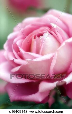 Stock Photo - Tea rose flower (Rosa sp. ). Fotosearch