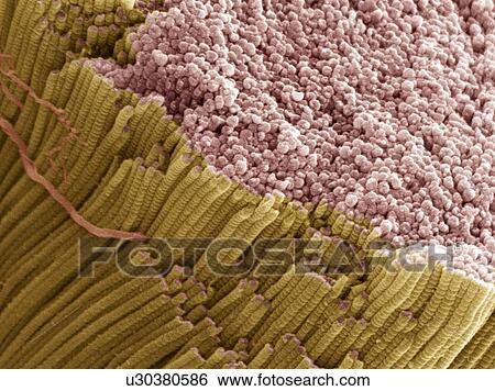 Stock Photograph - Tendon, SEM. Fotosearch