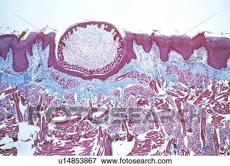 Tongue surface View Large Photo Image Stock Photo - Tongue surface. Fotosearch