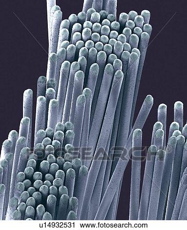 Stock Image - Toothbrush bristles, SEM. Fotosearch
