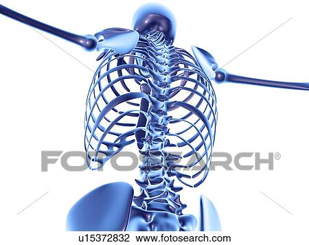 Stock Image - Torso bones, computer artwork. Fotosearch