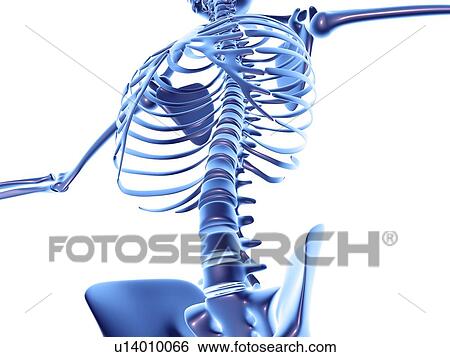 Stock Photograph - Torso bones, computer artwork. Fotosearch