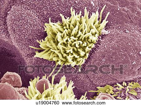 Trachea lining, SEM View Large Photo Image Stock Image - Trachea lining, SEM. Fotosearch