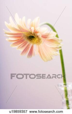 Transvaal daisy (Gerbera jamesonii) View Large Photo Image Stock Photo - Transvaal daisy (Gerbera jamesonii). Fotosearch
