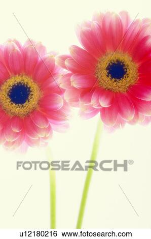 Stock Photograph - Transvaal daisy (Gerbera jamesonii). Fotosearch