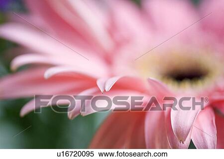 Transvaal daisy (Gerbera jamesonii) View Large Photo Image Stock Photography - Transvaal daisy (Gerbera jamesonii). Fotosearch
