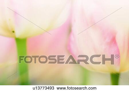 Tulip (Tulipa sp. ) View Large Photo Image Stock Image - Tulip (Tulipa sp. ). Fotosearch