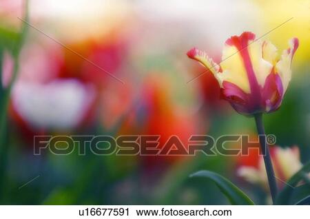 Tulip (Tulipa sp. ) View Large Photo Image Stock Image - Tulip (Tulipa sp. ). Fotosearch