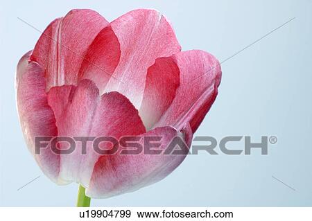 Stock Photo - Tulip (Tulipa sp. ). Fotosearch