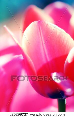 Tulip (Tulipa sp. ) View Large Photo Image Stock Photo - Tulip (Tulipa sp. ). Fotosearch