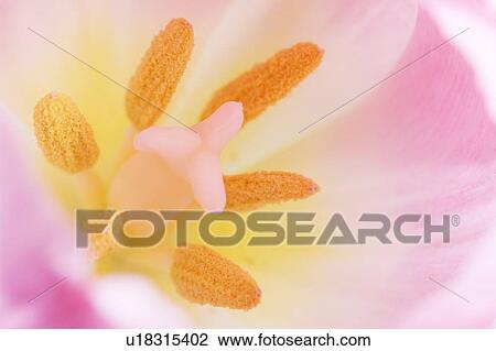 Stock Image - Tulip's reproductive structures. Fotosearch