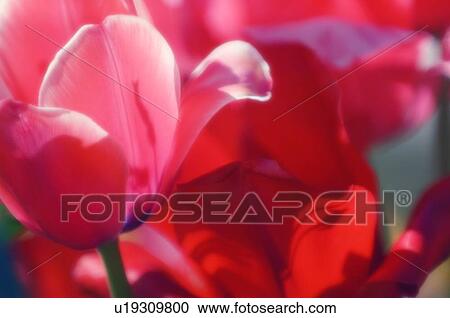 Stock Image - Tulips (Tulipa hybrid). Fotosearch
