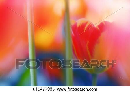 Tulips (Tulipa hybrid) View Large Photo Image Stock Photography - Tulips (Tulipa hybrid). Fotosearch