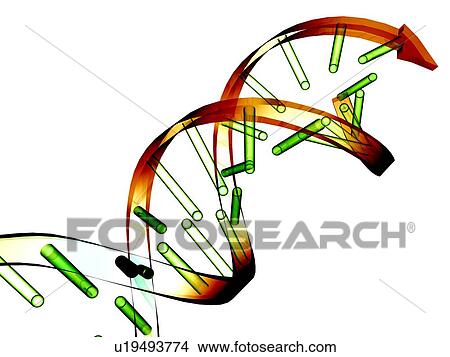Picture - Unzipped DNA molecule, artwork. Fotosearch