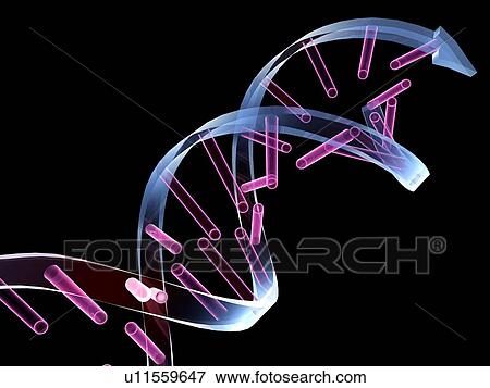 Unzipped DNA molecule, artwork View Large Photo Image Stock Photo - Unzipped DNA molecule, artwork. Fotosearch