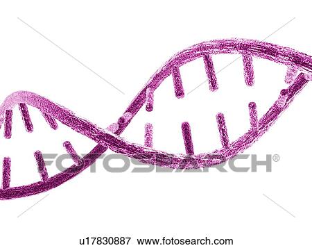 Stock Photo - Unzipped DNA molecule, artwork. Fotosearch