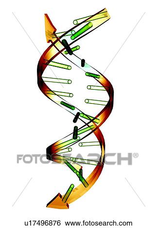 Stock Photograph - Unzipped DNA molecule, artwork. Fotosearch