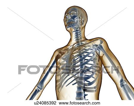 Upper body skeleton, computer artwork View Large Photo Image Stock Image - Upper body skeleton, computer artwork. Fotosearch