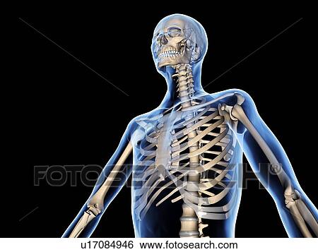 Upper body skeleton, computer artwork View Large Photo Image Stock Photograph - Upper body skeleton, computer artwork. Fotosearch