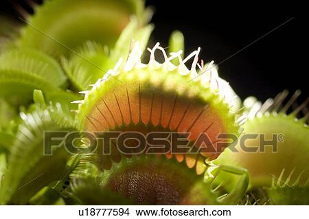 Picture - Venus flytrap (Dionaea muscipula). Fotosearch