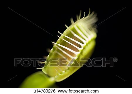 Venus flytrap (Dionaea muscipula) View Large Photo Image Stock Photograph - Venus flytrap (Dionaea muscipula). Fotosearch