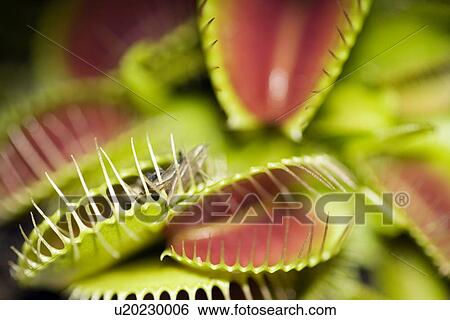 Venus flytrap (Dionaea muscipula) View Large Photo Image Stock Photograph - Venus flytrap (Dionaea muscipula). Fotosearch