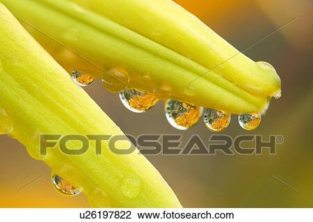 Water droplets View Large Photo Image Stock Image - Water droplets. Fotosearch