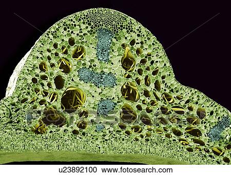 Water lily stem, SEM View Large Photo Image Stock Image - Water lily stem, SEM. Fotosearch