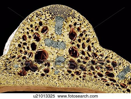 Water lily stem, SEM View Large Photo Image Stock Photography - Water lily stem, SEM. Fotosearch