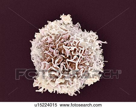 Stock Photography - White blood cell, SEM. Fotosearch