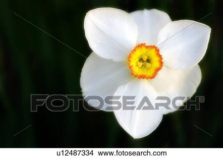 Picture - White daffodil (Narcissus poeticus). Fotosearch