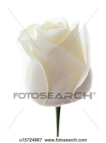 White rose (Rosa sp. ) View Large Photo Image Stock Photo - White rose (Rosa sp. ). Fotosearch