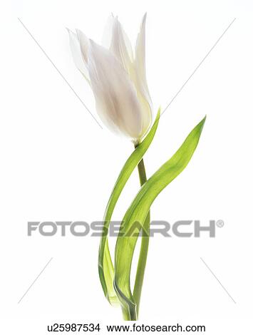White tulip (Tulipa sp. ) View Large Photo Image Picture - White tulip (Tulipa sp. ). Fotosearch