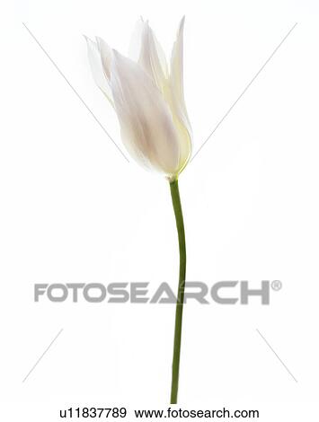 Stock Photo - White tulip (Tulipa sp. ). Fotosearch